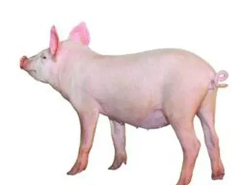 猪细小病毒疫苗价格 养猪要搞好哪些免疫 | 细小