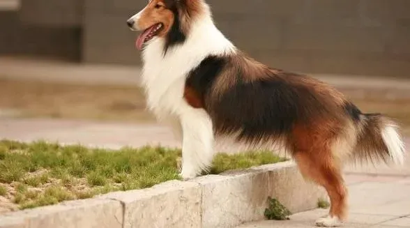 喜乐蒂|怎样给喜乐蒂牧羊犬打针吃药
