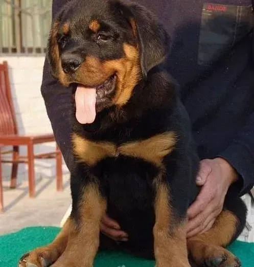 罗威纳犬|关于罗威纳犬能力培养原则的三个阶段