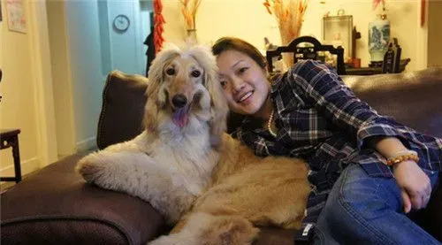 阿富汗猎犬换毛 阿富汗猎犬掉毛的解决方法 | 阿富汗猎犬