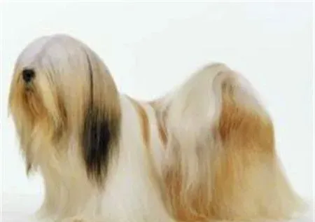 拉萨犬纯种是什么颜色 毛色以金黄色为最理想 | 拉萨犬