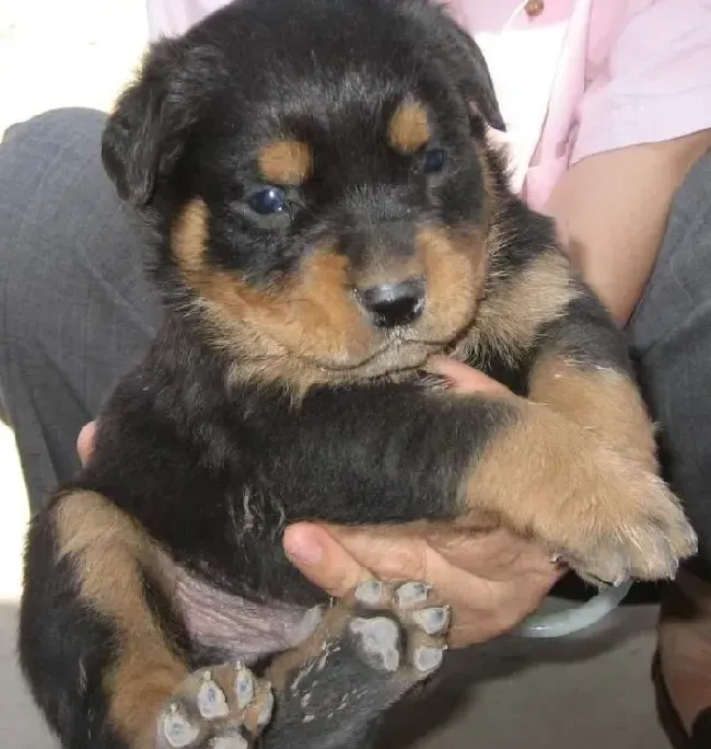 罗威纳犬|罗威纳犬吃驱虫药拉黄色果冻状便便正常么
