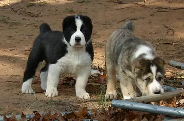 中亚牧羊犬|中亚牧羊犬最近全身红点，很痒 求医治