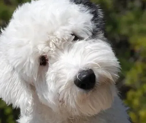 古代牧羊犬|美容不可不知小常识 古代牧羊犬梳理毛发四部曲