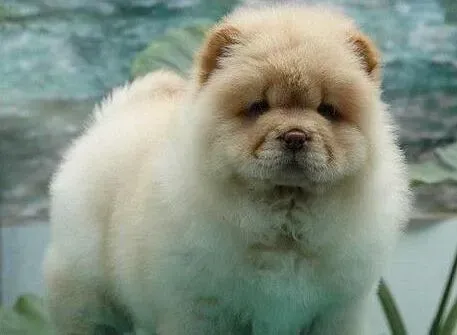 松狮犬|松狮犬一直咳嗽鼻子很干应该怎么治疗