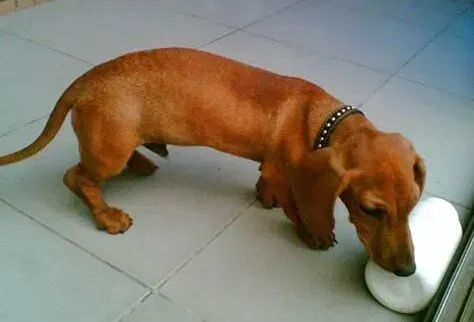 腊肠犬|宠物专家告诉你黄金季节护理腊肠犬的两大方面