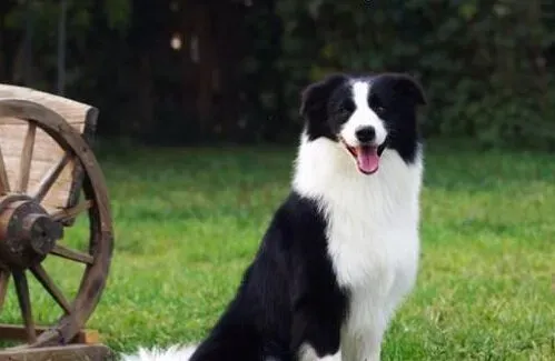 边境牧羊犬喂养 喂养狗狗的步骤多 | 边境牧羊犬