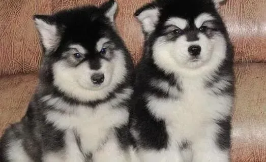 阿拉斯加犬|我家阿拉斯加犬吃狗粮后大便带水如何是好