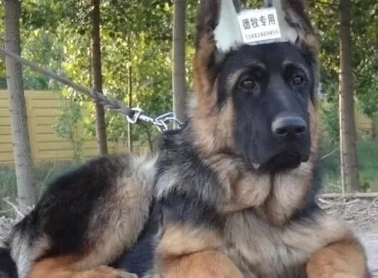 德国牧羊犬|教你怎样护理刚生产的德国牧羊犬和狗宝宝