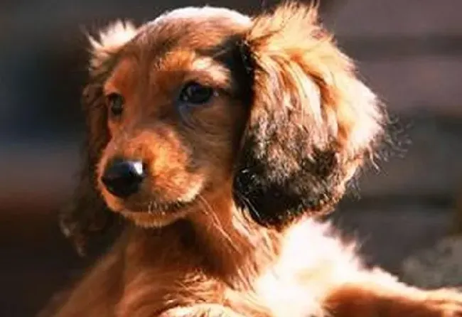 腊肠犬|腊肠犬皮肤病，耐心的去处理及时治疗