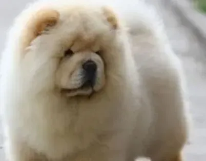 松狮犬|松狮犬最近有点吐血，不吃饭是怎么了