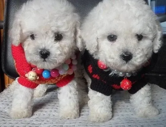 泰迪犬|均衡好饮食 泰迪犬每天吃几顿最合适