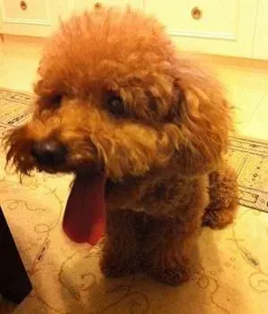 泰迪犬|运动更健康 贵宾犬每天需要多少运动量