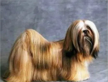 拉萨犬纯种是什么颜色 毛色以金黄色为最理想 | 拉萨犬