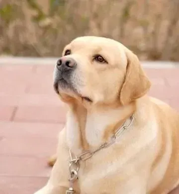 拉布拉多|给拉布拉多犬泡狗粮的正确方法和技巧
