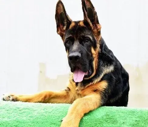 德国牧羊犬|德国牧羊犬毛发不是很好应该给它吃点什么呢