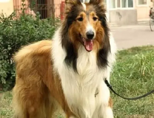 苏格兰牧羊犬|全能训练之如何让苏格兰牧羊犬学会取物技能