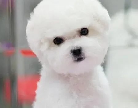 比熊犬|怎样成为为比熊犬接生的高手