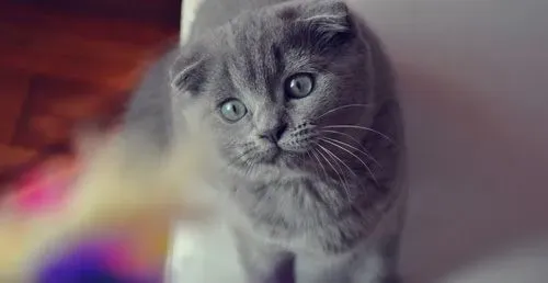 折耳猫怎么样 胖乎乎的圆脸很可爱 | 折耳猫