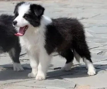 边境牧羊犬|怎样让边境牧羊犬的视力达标