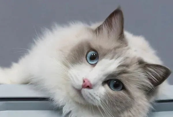 布偶猫生宝宝要注意什么 布偶猫产后注意什么 | 布偶猫