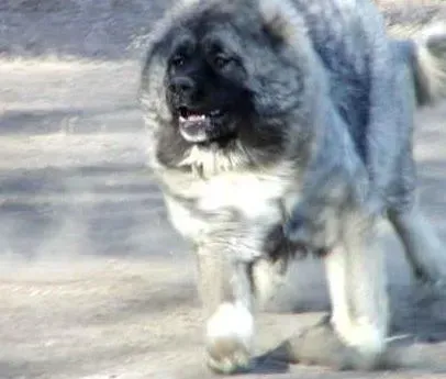高加索犬|好习惯是这样养成的 轻松制止高加索犬翻垃圾行为