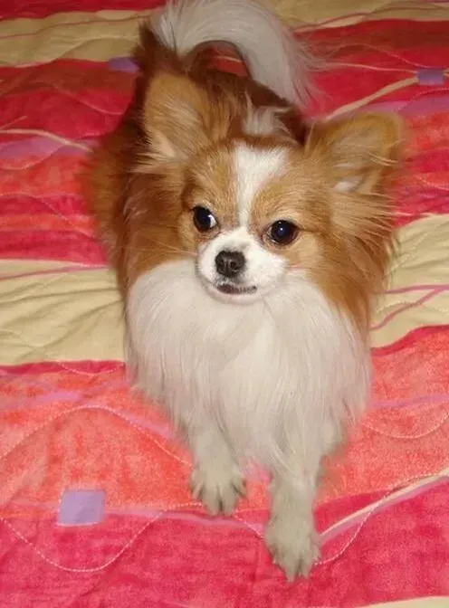蝴蝶犬|美丽大变身 饲主如何给蝴蝶犬修剪毛发
