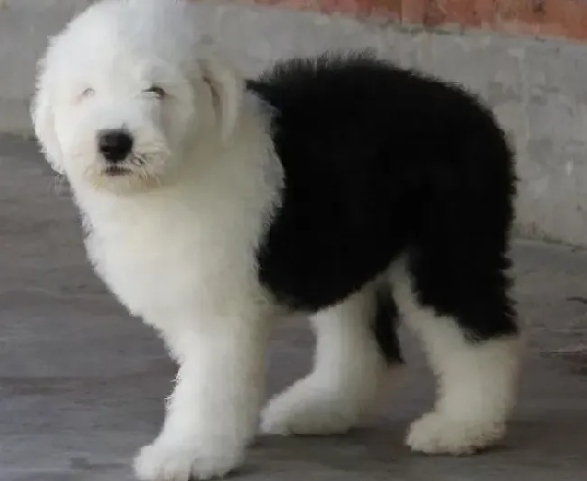 古代牧羊犬|古代牧羊犬受伤了，如何处理掉这些伤口