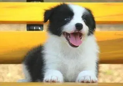 边境牧羊犬|不要让打嗝这样的小问题困扰边境牧羊犬