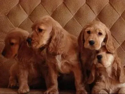 可卡犬|如何对可卡犬进行基本防卫术的训练