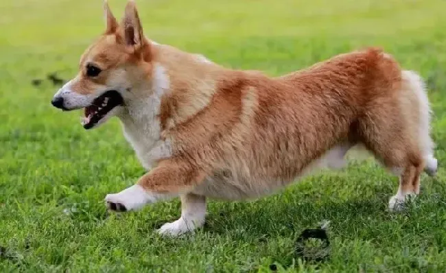 柯基犬|柯基犬患上真菌皮肤病应怎么办