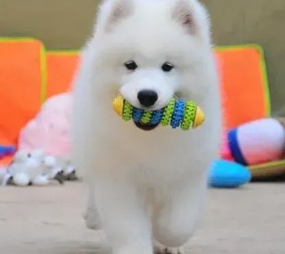 萨摩耶|萨摩耶总在狗窝里随地大小便怎么办