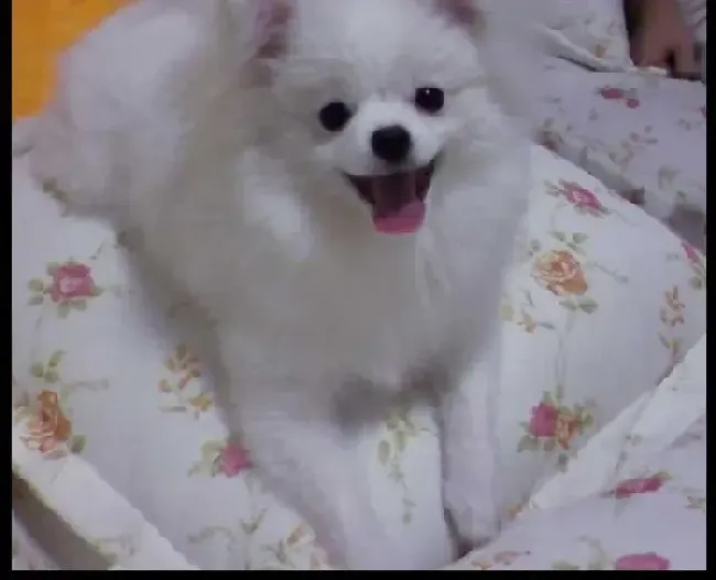 银狐犬|了解银狐犬洋葱、大葱中毒的症状与治疗方法