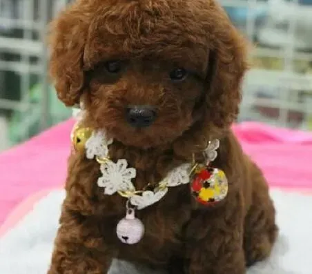 贵宾犬|亲近贵宾犬之前主人们应该做好哪些预备事情