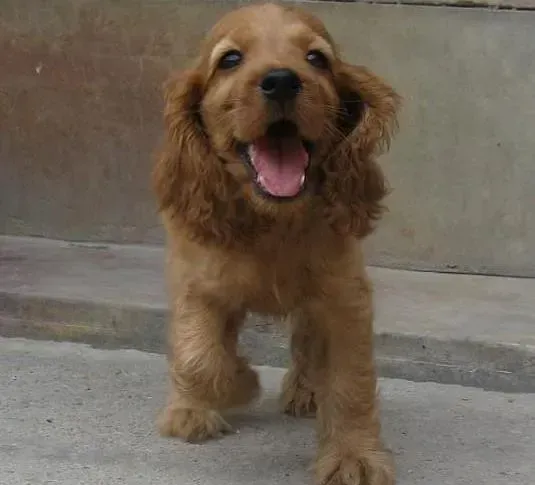 可卡犬|调皮的可卡犬见什么咬什么应该怎么纠正