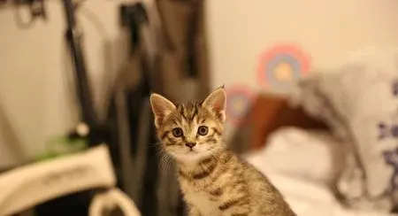 小猫老是叫怎么办 主要的原因是想妈妈了 | 猫