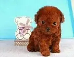 贵宾犬|贵宾犬可以隔天洗澡吗 会有哪些不良影响吗