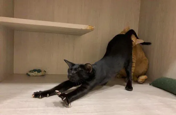 黑猫伸懒腰屁屁督到室友脸上 被督过脸表情超复杂 | 猫