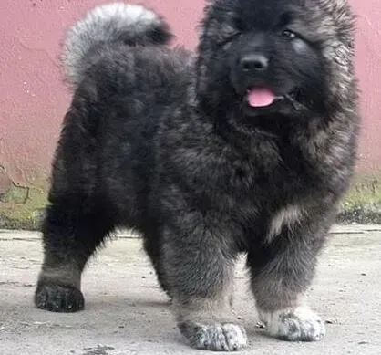 高加索犬|给高加索犬做绝育的好处是你不可预见的