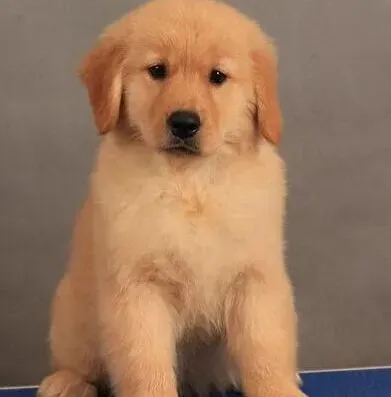 金毛|金毛犬最近没有食欲，发烧好像是患上细小了怎么办