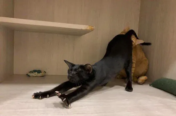 黑猫伸懒腰屁屁督到室友脸上 被督过脸表情超复杂 | 猫