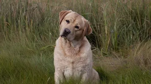 养犬前的准备工作 养犬必备的四种装备 | 狗