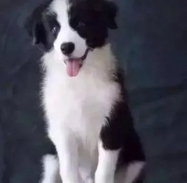 边境牧羊犬|边境牧羊犬最近总反复的呕吐是怎么了