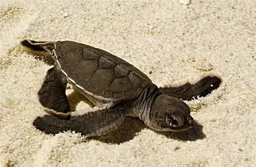 乌龟为什么会脱皮 随着身体的增长而蜕皮 | 乌龟