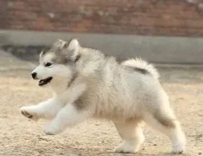 阿拉斯加犬|阿拉斯加犬总是流清鼻涕是生病了吗