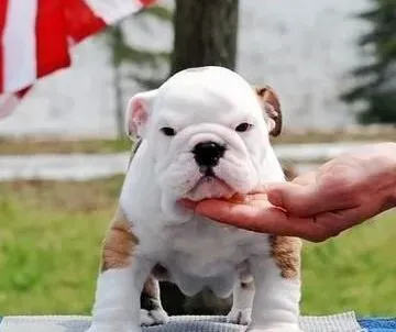 英国斗牛犬|保护斗牛犬的牙齿健康是非常的重要