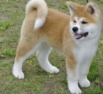 秋田犬|秋田犬常见的四大遗传疾病