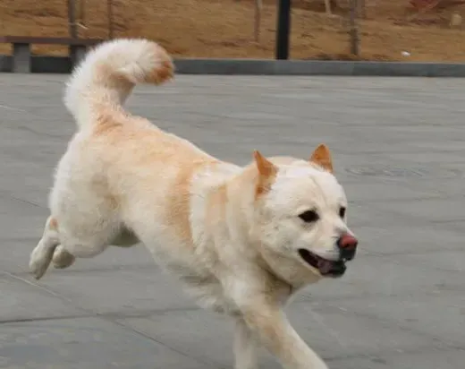 秋田犬的性格 秋田犬性格沉着温顺感觉锐敏 | 秋田犬