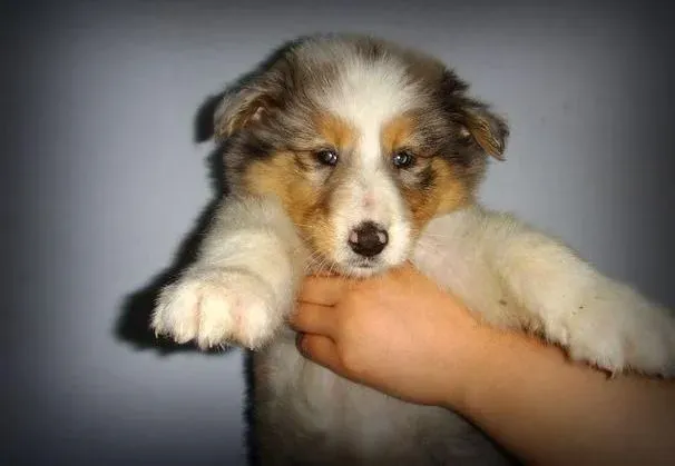 苏格兰牧羊犬|该不该为苏格兰牧羊犬做节育