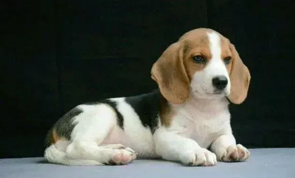 比格犬|怎样让比格犬乖乖的吃下药片
